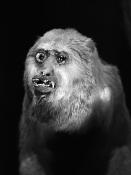 naturalis 9-2021 9829